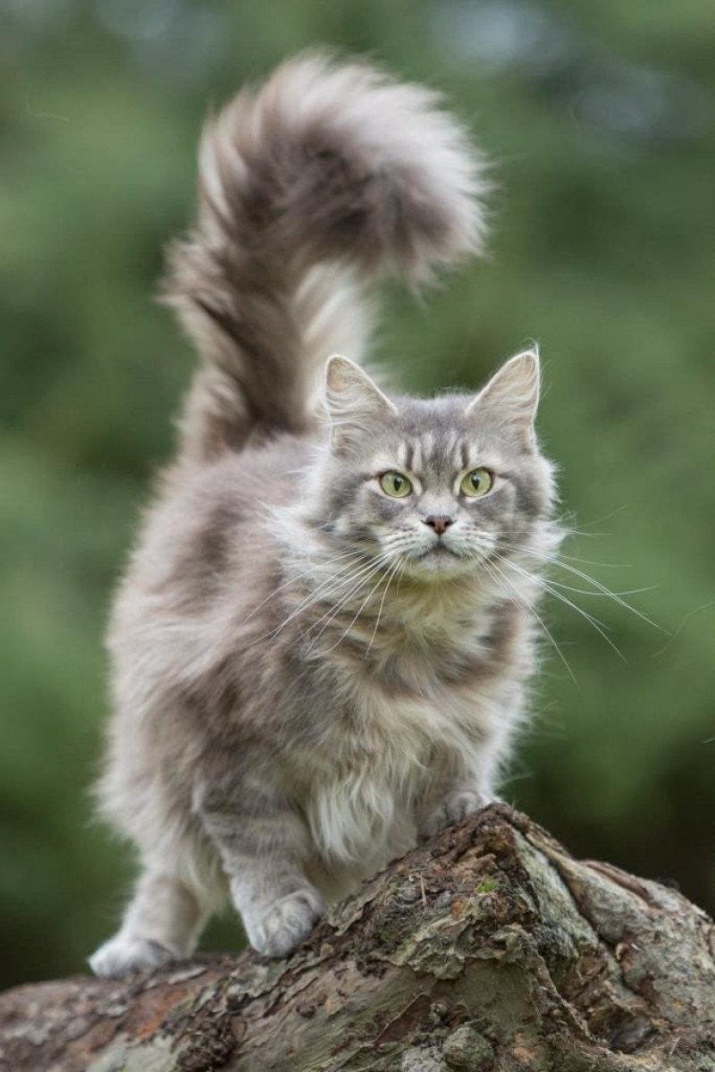 Galatée Femelle Maine coon