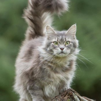 chat Maine coon blue mackerel tabby Galatée Chatterie de l'Arkenstone