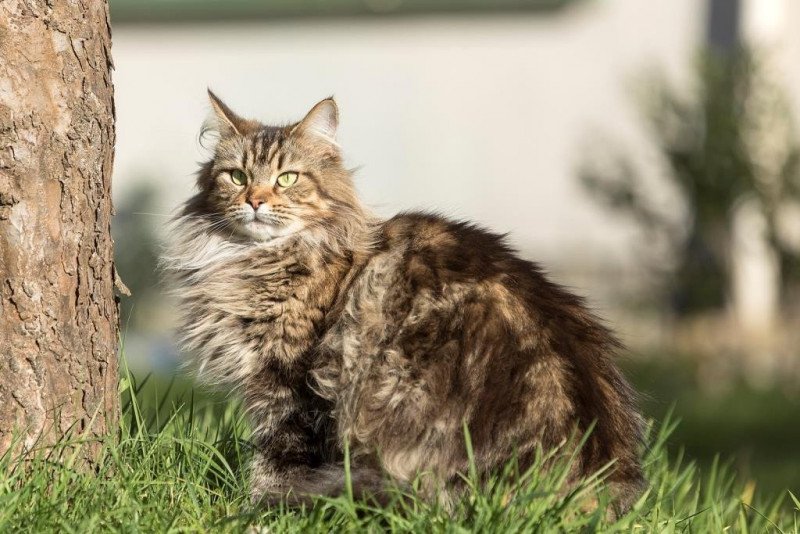 Junon Femelle Maine coon