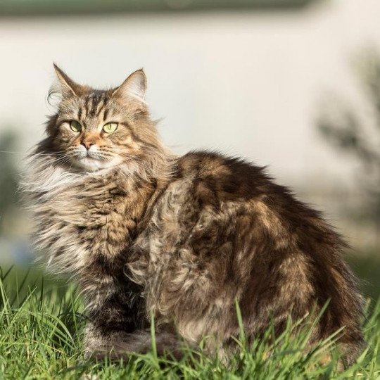 Junon Femelle Maine coon