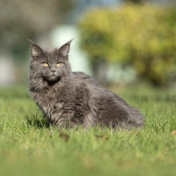 chat Maine coon blue Ogdene Chatterie de l'Arkenstone