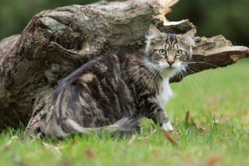 Lavali Femelle Maine coon polydactyle