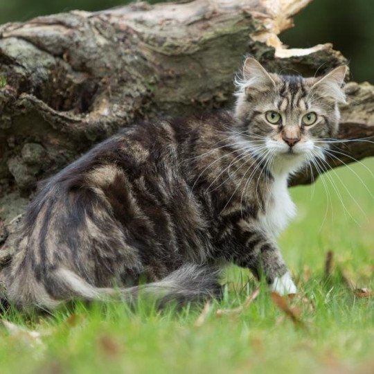 Lavali Femelle Maine coon polydactyle