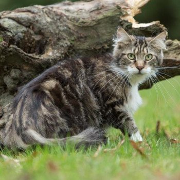 chat Maine coon polydactyle brown blotched tabby & blanc Lavali des coons du chassin Chatterie de l'Arkenstone