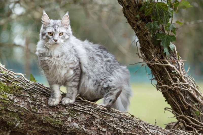 Moon bleu Femelle Maine coon polydactyle