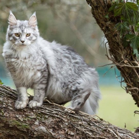 Moon bleu Femelle Maine coon polydactyle