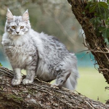 chat Maine coon polydactyle Moon bleu Chatterie de l'Arkenstone