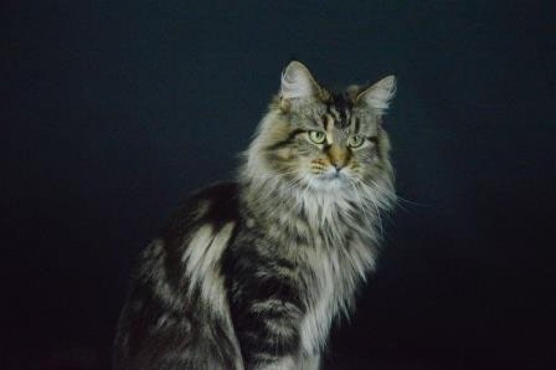 Pandorica Femelle Maine coon polydactyle