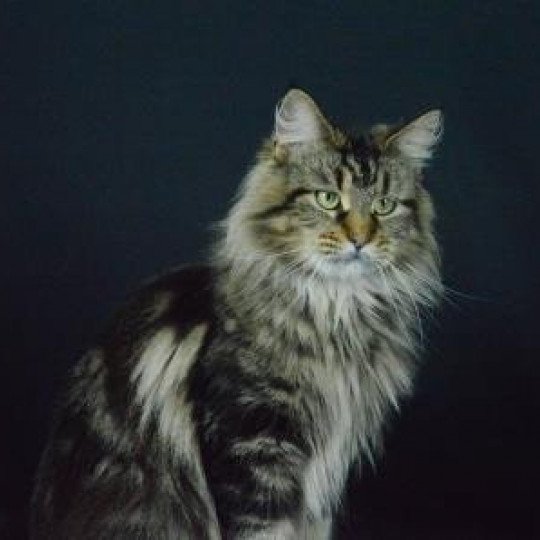 Pandorica Femelle Maine coon polydactyle