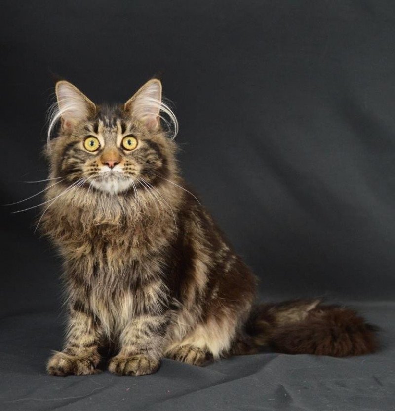 Sansa Stark Femelle Maine coon polydactyle