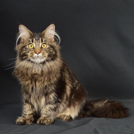 Sansa Stark Femelle Maine coon polydactyle