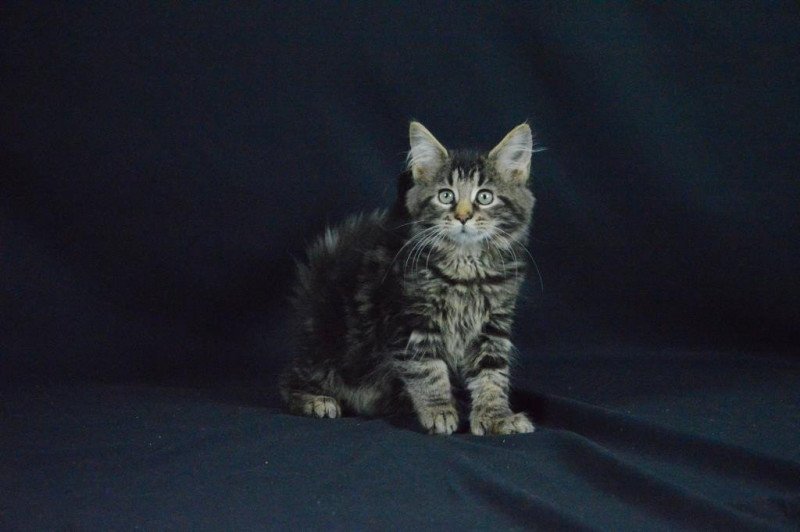 Starkey Hesper Femelle Maine coon polydactyle