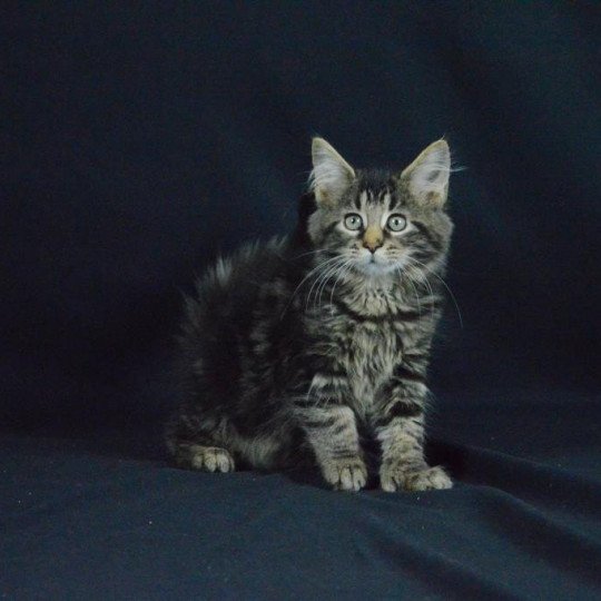 Starkey Hesper Femelle Maine coon polydactyle