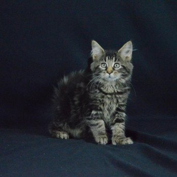 chat Maine coon polydactyle brown blotched tabby Starkey Hesper de l'Arkenstone Chatterie de l'Arkenstone