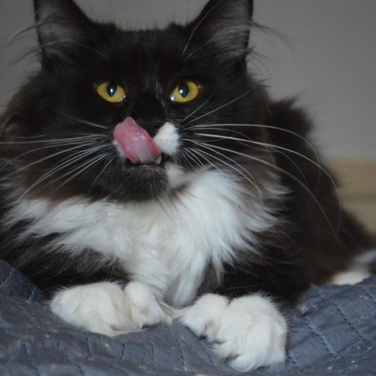 Tar-Miriel Femelle Maine coon polydactyle