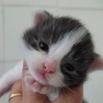 chaton Maine coon polydactyle black & blanc U.... Chatterie de l'Arkenstone