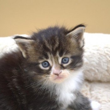 chaton Maine coon polydactyle brown blotched tabby & blanc Ukio Chatterie de l'Arkenstone