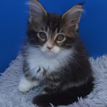 chaton Maine coon polydactyle brown blotched tabby & blanc Ukio Chatterie de l'Arkenstone