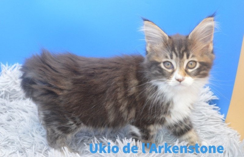 Ukio Femelle Maine coon polydactyle