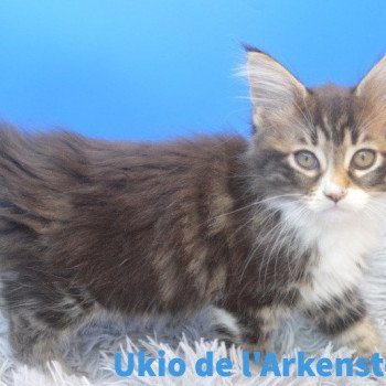 chaton Maine coon polydactyle brown blotched tabby & blanc Ukio Chatterie de l'Arkenstone