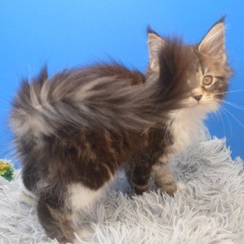 chaton Maine coon polydactyle brown blotched tabby & blanc Umme Chatterie de l'Arkenstone