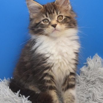 chaton Maine coon polydactyle brown blotched tabby & blanc Umme Chatterie de l'Arkenstone