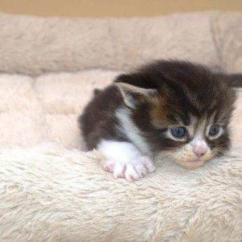 chaton Maine coon polydactyle brown blotched tabby & blanc Utapau Chatterie de l'Arkenstone