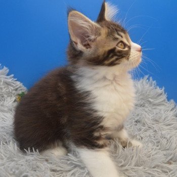 chaton Maine coon polydactyle brown blotched tabby & blanc Utapau Chatterie de l'Arkenstone