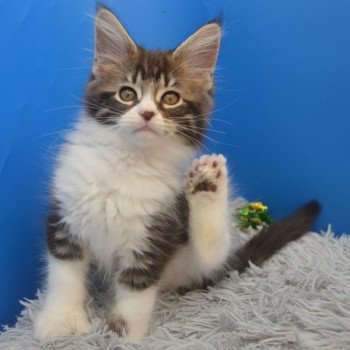 chaton Maine coon polydactyle brown blotched tabby & blanc Utapau Chatterie de l'Arkenstone