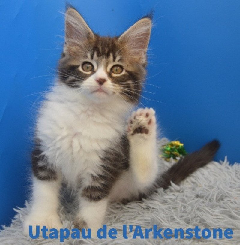 Utapau Mâle Maine coon polydactyle