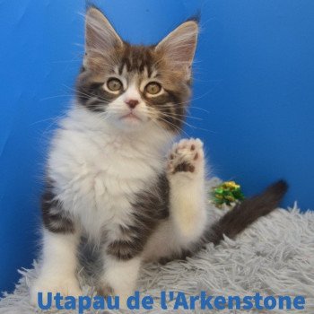 chaton Maine coon polydactyle brown blotched tabby & blanc Utapau Chatterie de l'Arkenstone