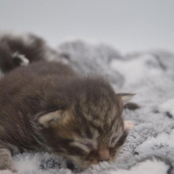 chaton Maine coon brown blotched tabby bicolor Tartaros Chatterie de l'Arkenstone