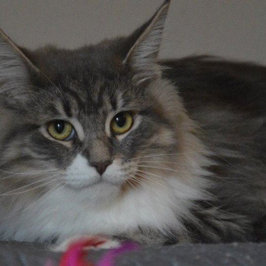 Théodwyn Femelle Maine coon