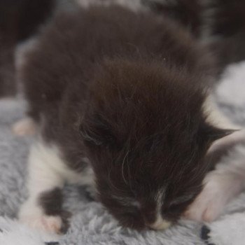 chaton Maine coon black & blanc triton Chatterie de l'Arkenstone