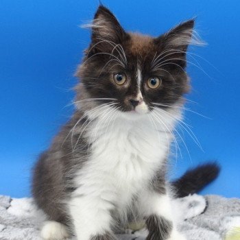 chaton Maine coon black & blanc Thor Chatterie de l'Arkenstone