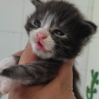 chaton Maine coon black silver tabby U.... Chatterie de l'Arkenstone