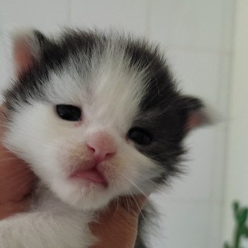 chaton Maine coon black & blanc U.... Chatterie de l'Arkenstone