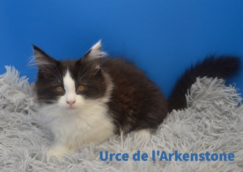 Urce Femelle Maine coon