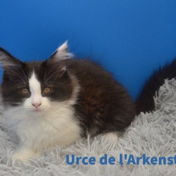 chaton Maine coon black & blanc Urce Chatterie de l'Arkenstone