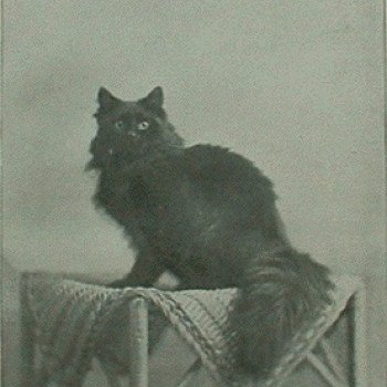 Histoire du Maine Coon