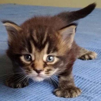 le Maine Coon et la polydactylie