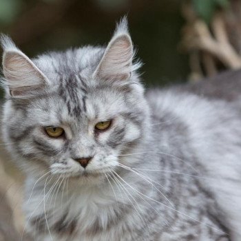 Chaton Maine coon polydactyle  Chatterie de l'Arkenstone